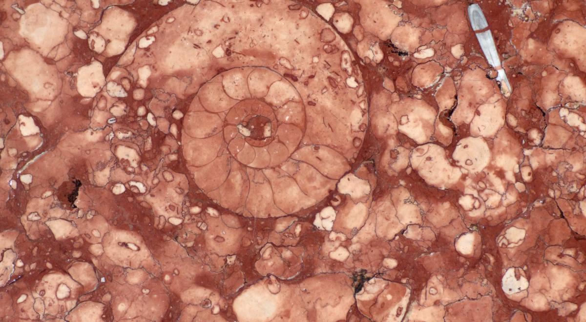 Enquête animée : Le village aux ammonites_Saint-Crépin