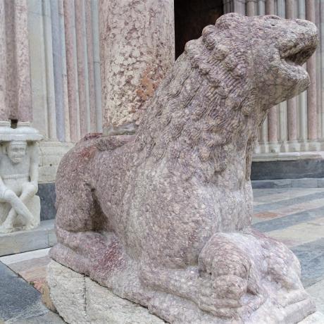 Image - Lion