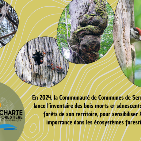Un inventaire pour sensibiliser à l'importance des bois et morts et sénescents pour les écosystèmes forestiers