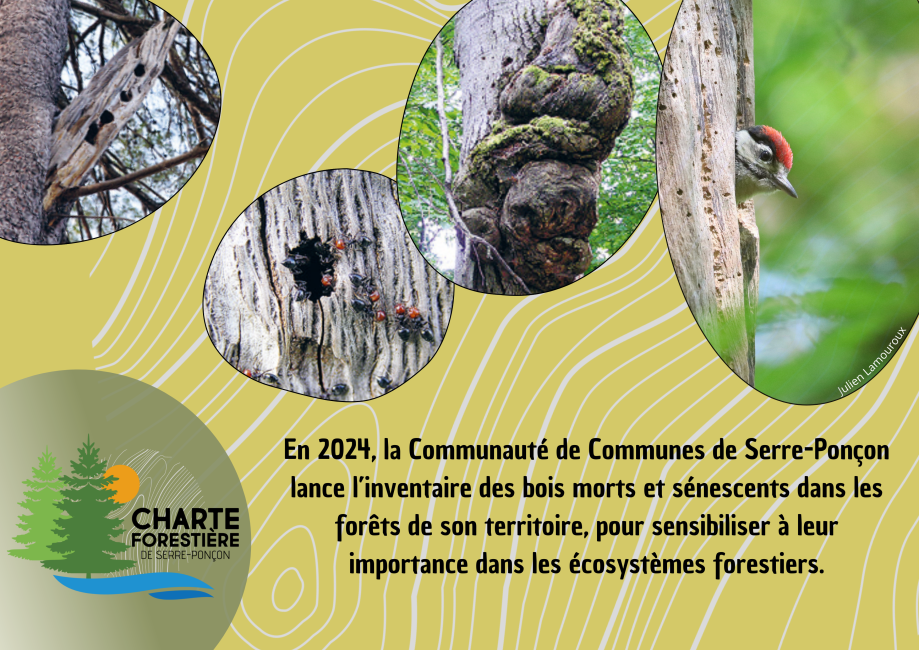 Un inventaire pour sensibiliser à l'importance des bois et morts et sénescents pour les écosystèmes forestiers