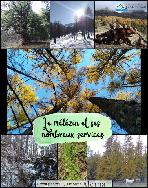 Le mélézin et ses nombreux services