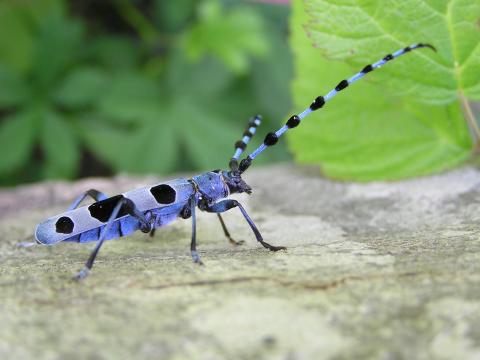 Rosalie des Alpes (E. Hustache)